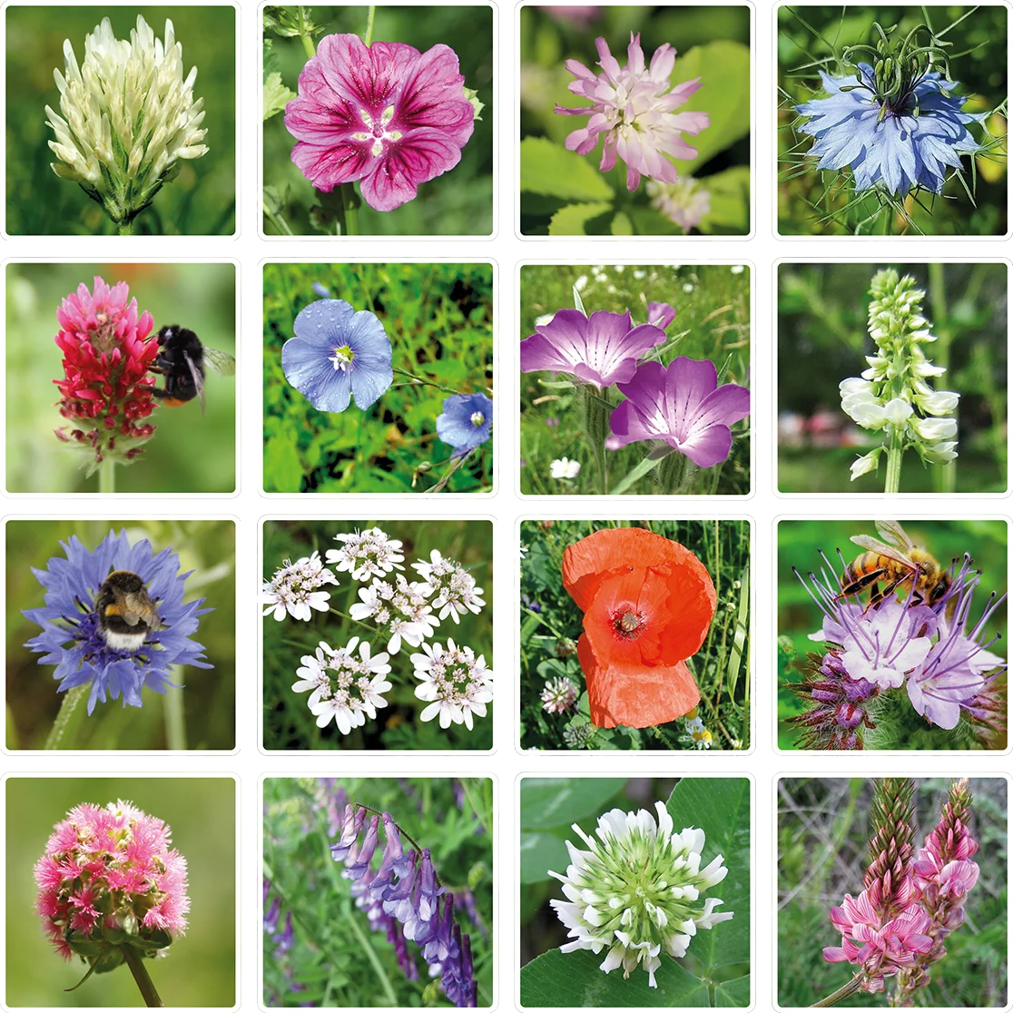 Blossombs Semínková bomba - Dárková dekorace "Nejlepší kamarádi" - Ptáček (1 ks) - Image 5
