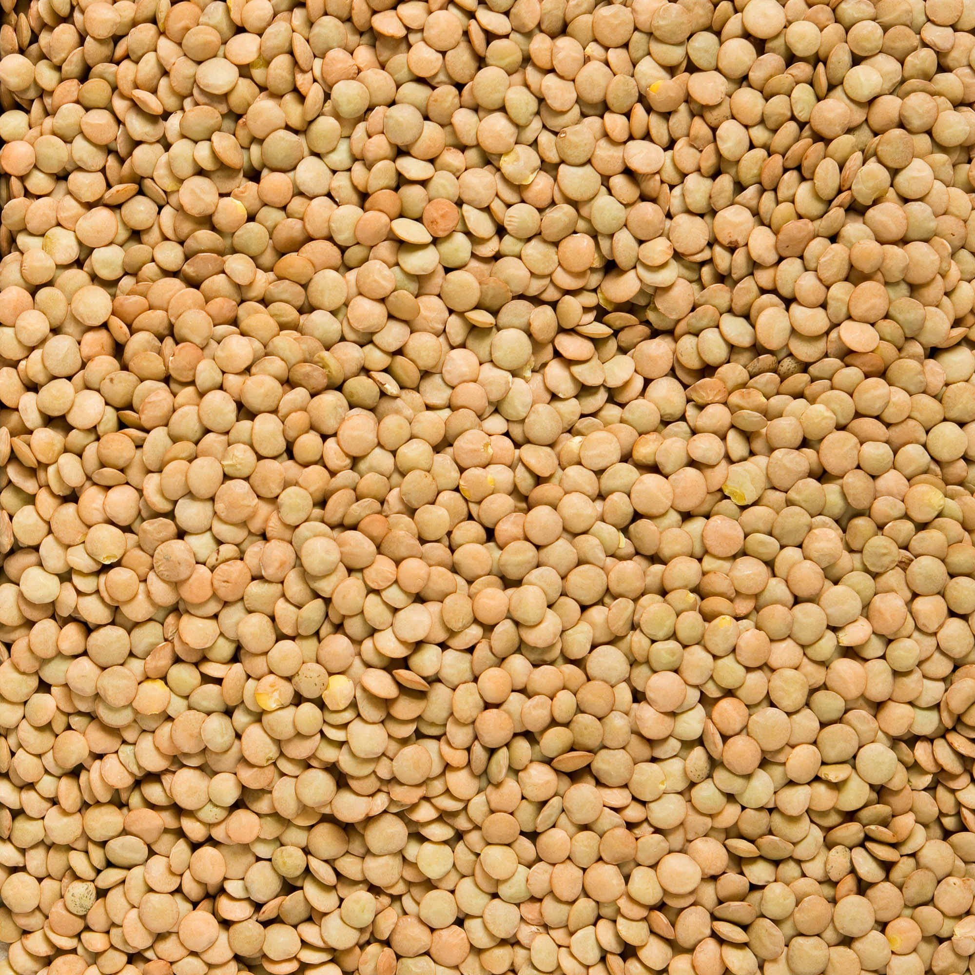 Čočka zelená velká 5 kg BIO   COUNTRY LIFE - Image 2