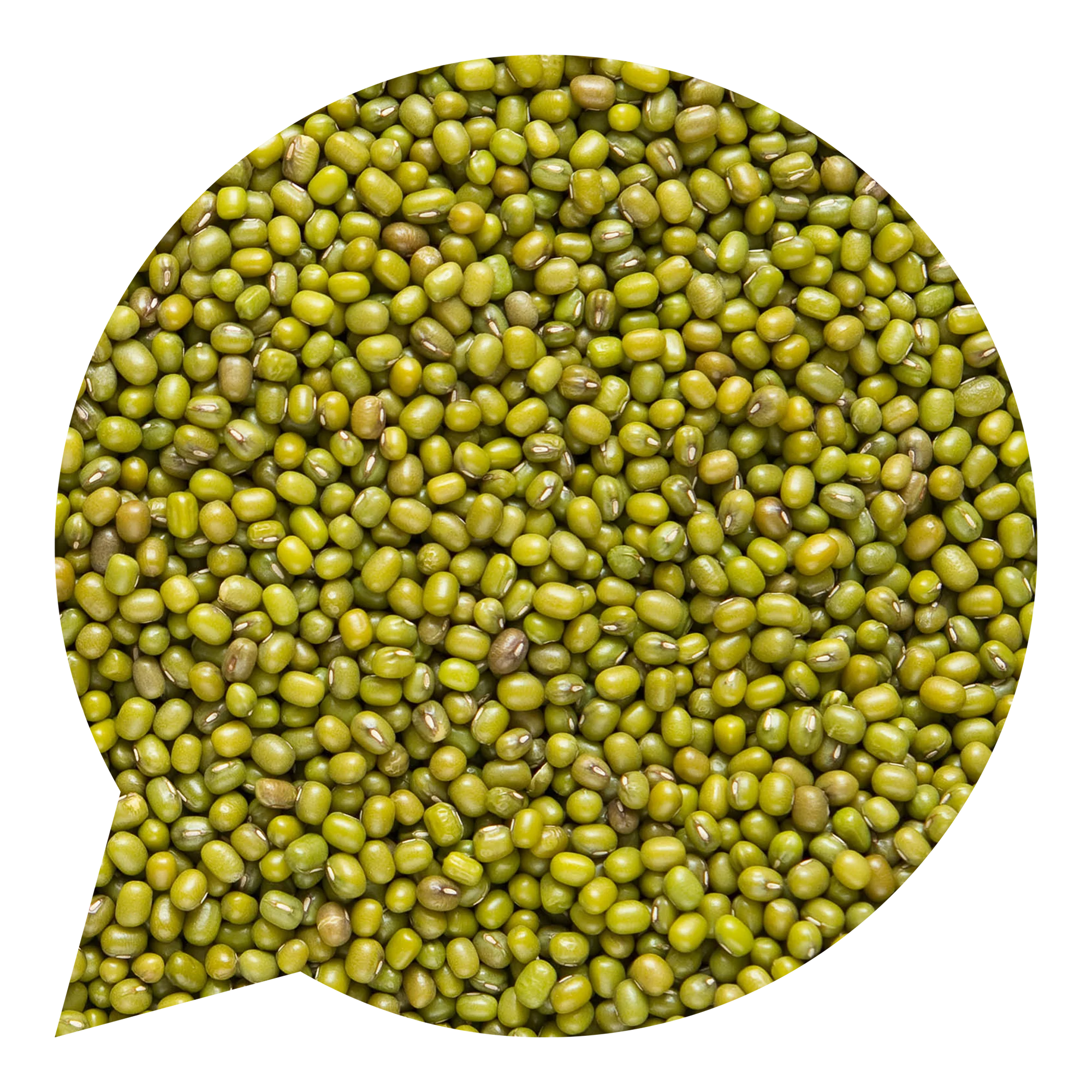 Fazole mungo 5 kg BIO   COUNTRY LIFE - Image 2